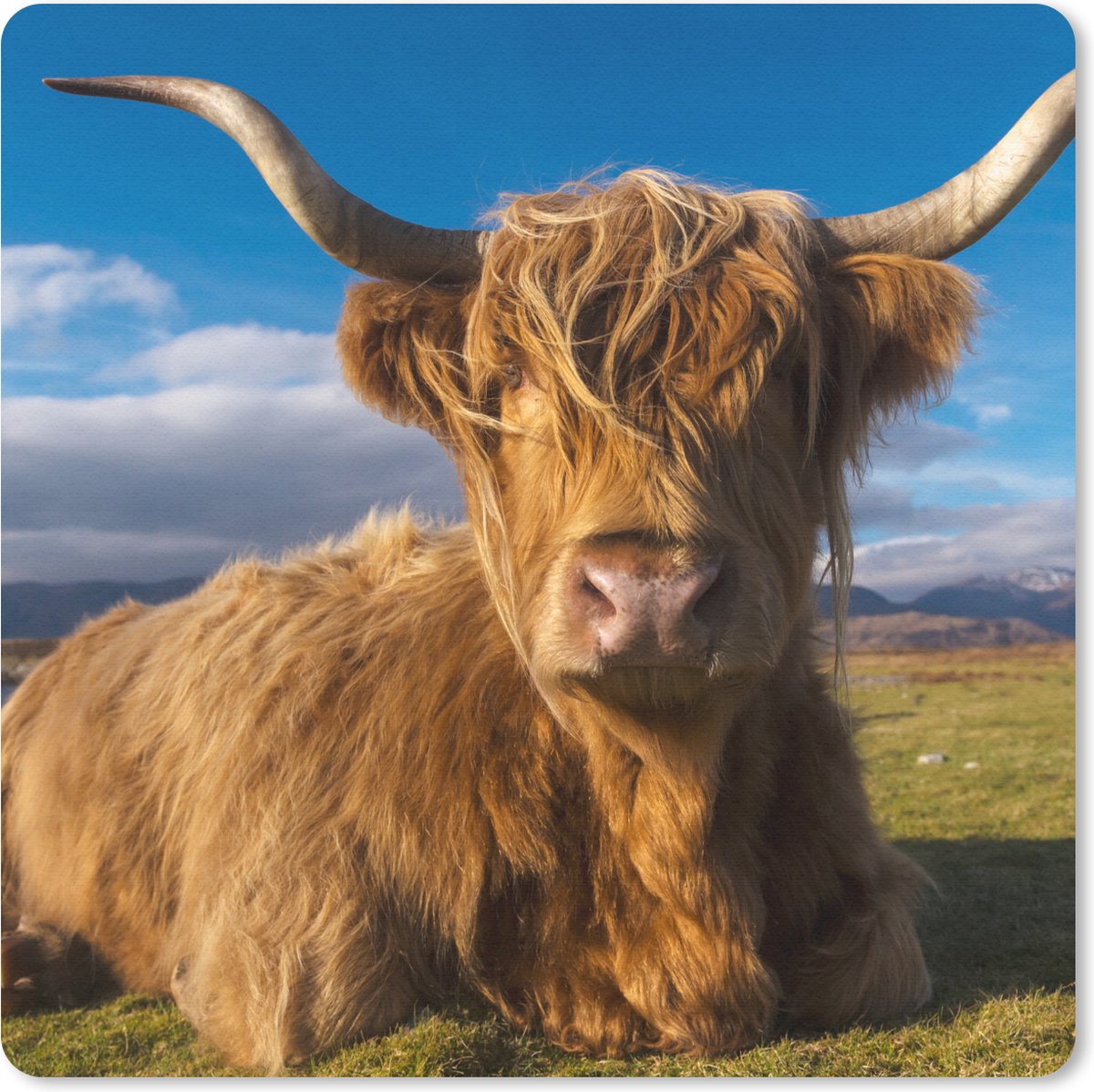 Muismat 20x20 cm - Mousepad Schotse hooglander - Licht - Natuur - Muismatten