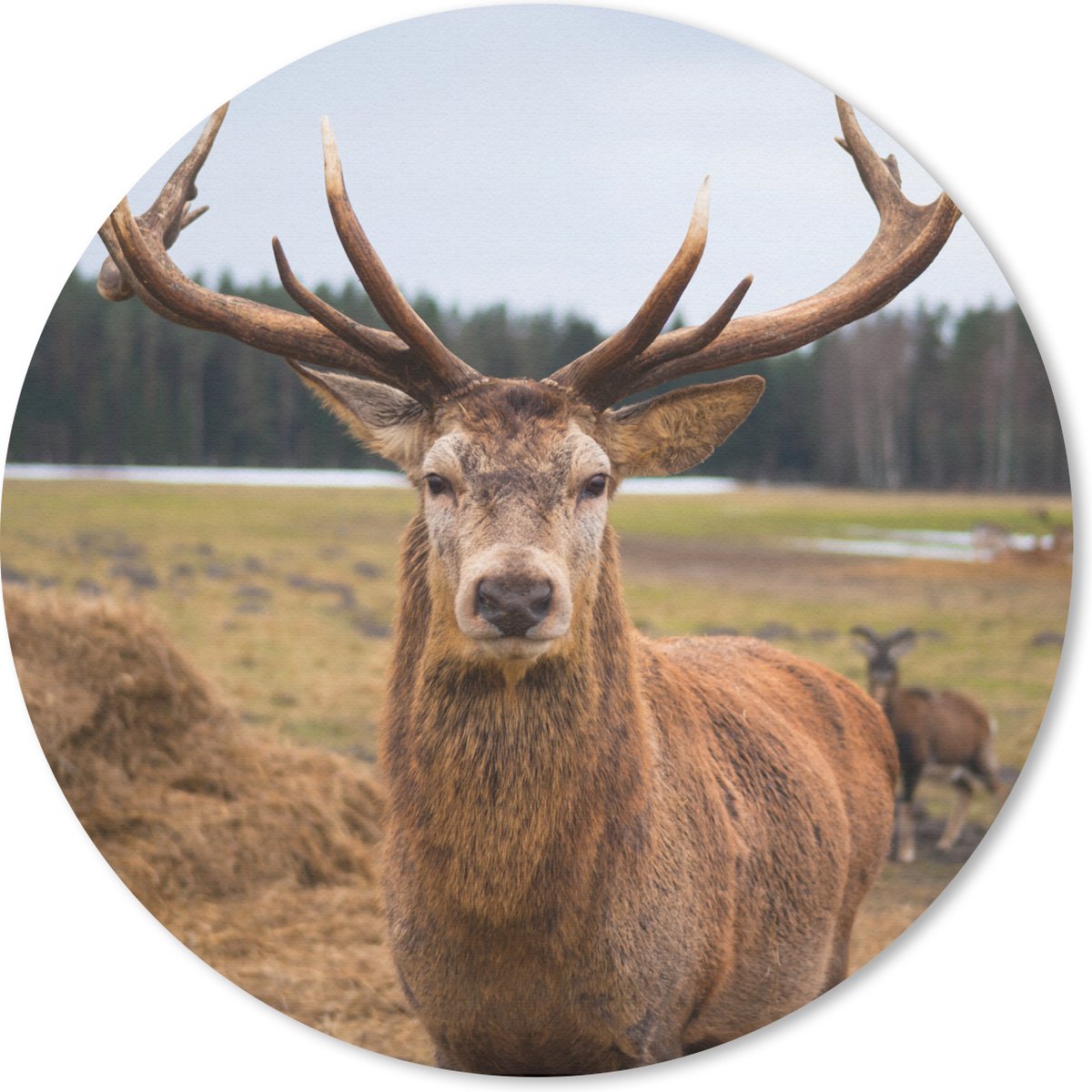Muismat rond 30x30 cm - Mousepad Herten - Natuur - Weiland - Ronde muismatten
