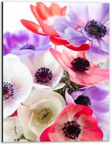 Dibond - Bloemen - Kleuren - Natuur - 30x40 cm Foto op Aluminium (Met Ophangsysteem)