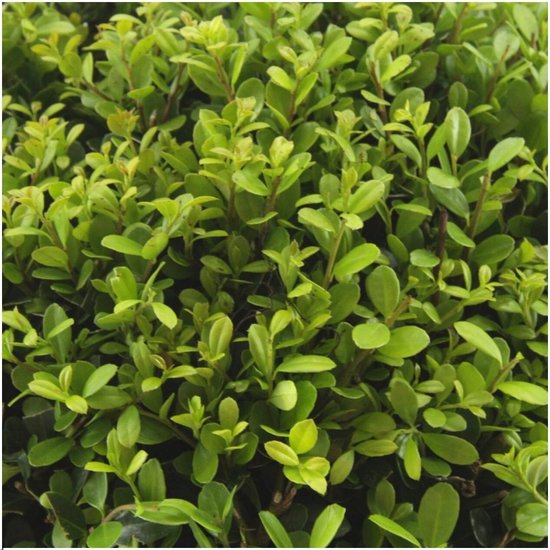Alternatief voor buxus? Dit zijn dé 6 geschikte buxus vervangers