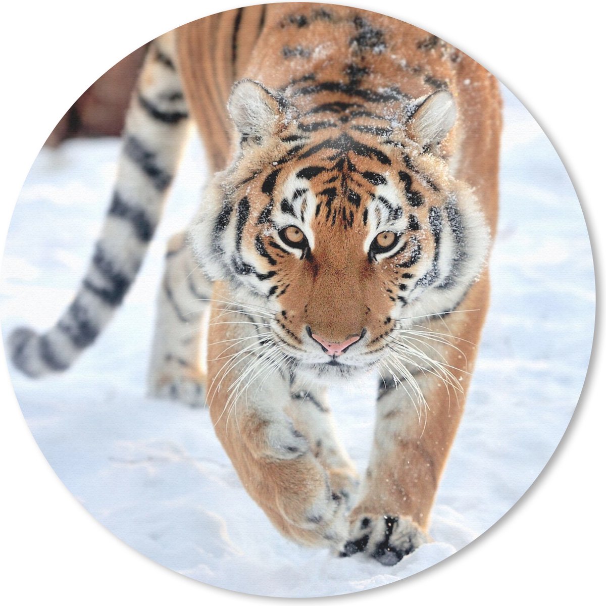 Muismat rond 30x30 cm - Mousepad Tijger - Sneeuw - Dieren - Ronde muismatten