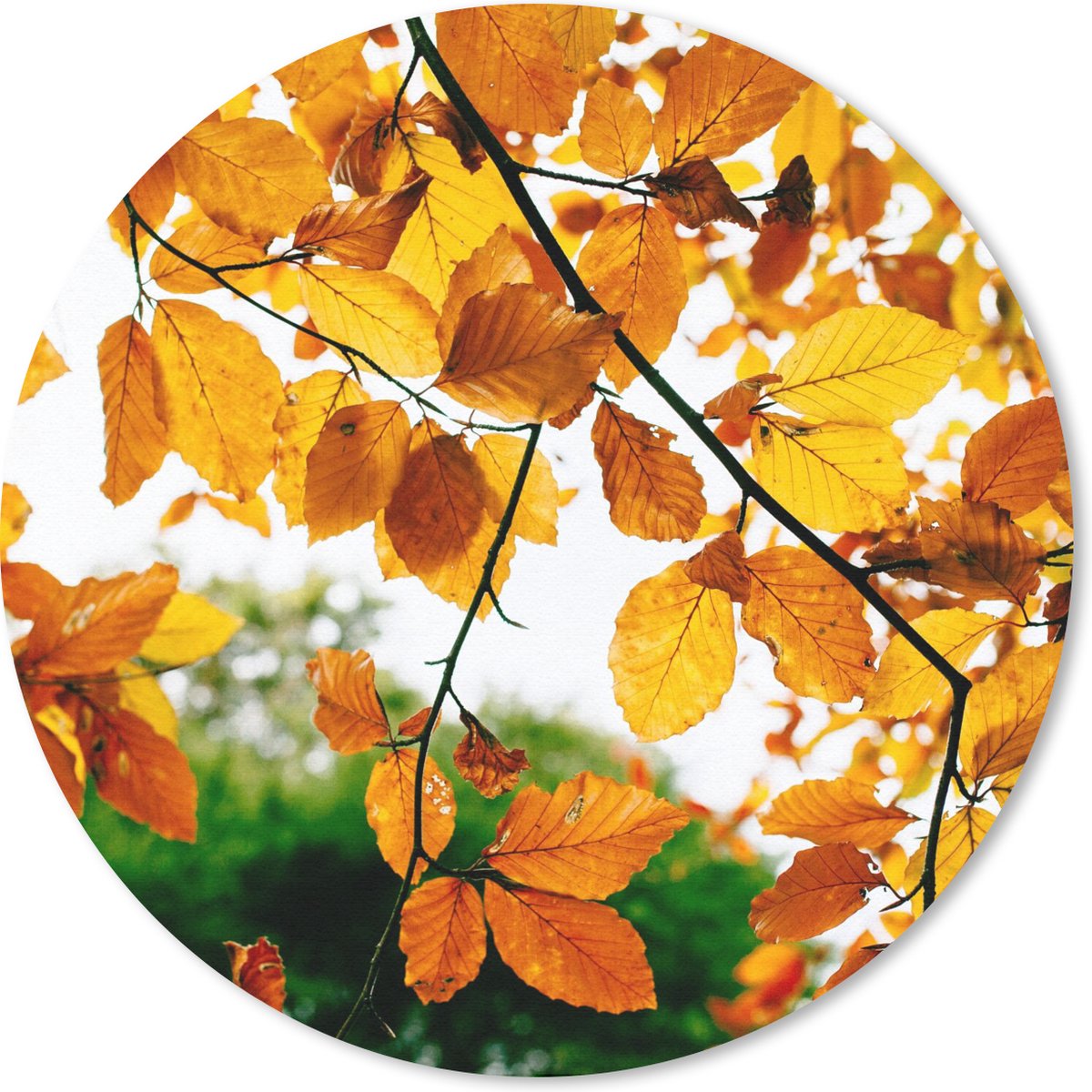Muismat rond 30x30 cm - Mousepad Herfstbladeren - Boom - Landelijk - Ronde muismatten