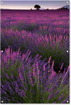 Tuinposter - Tuindoek - Tuinposters buiten - Paarse lavendel bloemen in een veld - 80x120 cm - Tuin