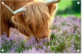 Tuindecoratie Schotse Hooglander - Gras - Heide - Dieren - 60x40 cm - Tuinposter - Tuindoek - Buitenposter