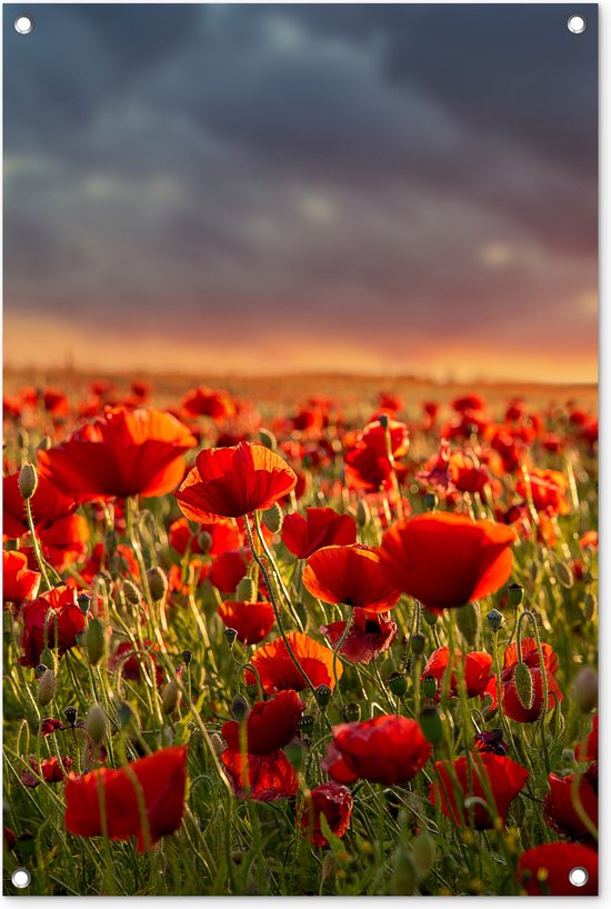 Posters de jardin Coucher de soleil - Coquelicots - Rouge - Fleurs - Champ - Nature - 60x90 cm - Toile jardin - Affiche extérieure