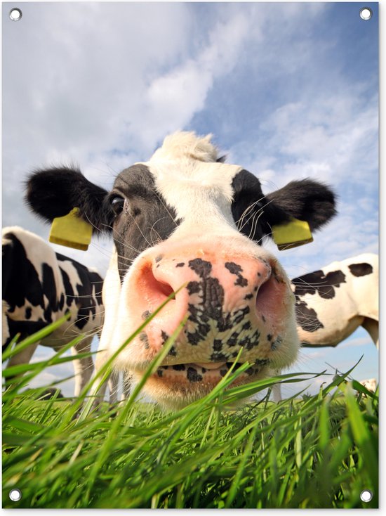 Tuinposter 60x80 cm - Tuindecoratie Koe - Boerderij - Gras - Dieren - Poster voor in de tuin - Buiten decoratie - Schutting tuinschilderij - Tuindoek muurdecoratie - Wanddecoratie balkondoek