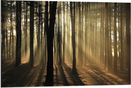 Dibond - Bomen met Zonnetje in het Bos - 90x60cm Foto op Aluminium (Met Ophangsysteem)