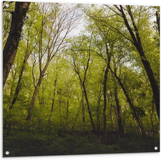 Tuinposter – Bos met Bruine Bomen - 100x100cm Foto op Tuinposter  (wanddecoratie voor buiten en binnen)