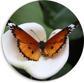 Forex Wandcirkel - Bruine Vlinder op Witte Bloem - 40x40cm Foto op Wandcirkel (met ophangsysteem)