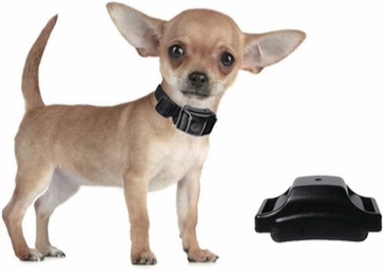 toilet Patch Geroosterd Anti blafband OHS13 allerkleinste model met trillen ultrasoon voor kleinste  honden | bol.com