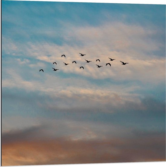 Dibond - Groepje Vogels tussen de Wolken - 80x80cm Foto op Aluminium (Wanddecoratie van metaal)