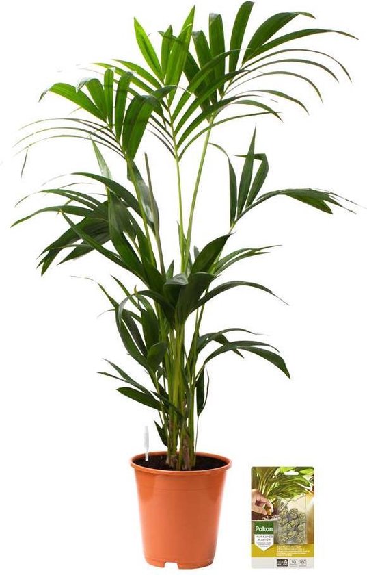Pokon Powerplanten Kentia Palm 110 cm ↕ - Kamerplanten - Planten voor Binnen - Howea Forsteriana - met Plantenvoeding / Vochtmeter