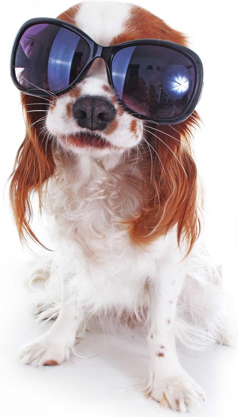 Un chien Funny avec des lunettes de soleil peut illustrer les voyages ou  tout other... | bol.com
