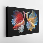 The moving moment beautiful of red and yellow siamese betta fish- Modern Art Canvas - Horizontal - 1105238465 - 80*60 Horizontal
