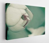 The beautiful blooming pink lotus flower on the pool in closeup - Modern Art Canvas - Horizontal - 556063675 - 50*40 Horizontal
