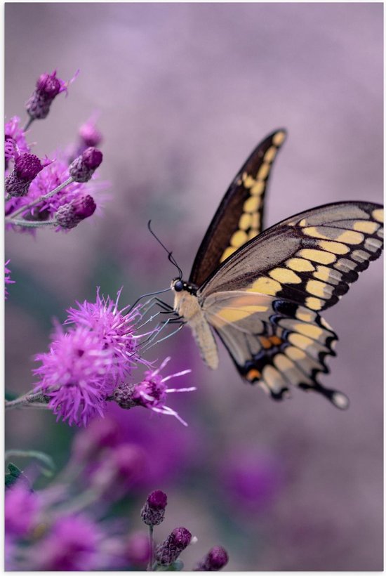 Poster – Zwart/Gele Vlinder op Paarse Bloem - 40x60cm Foto op Posterpapier
