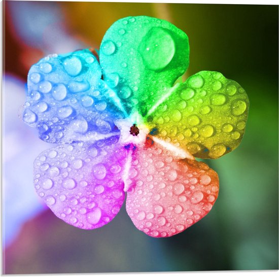 - Foto van een Kleurrijke Bloem met Druppels Water Er - 50x50cm Foto op... bol.com