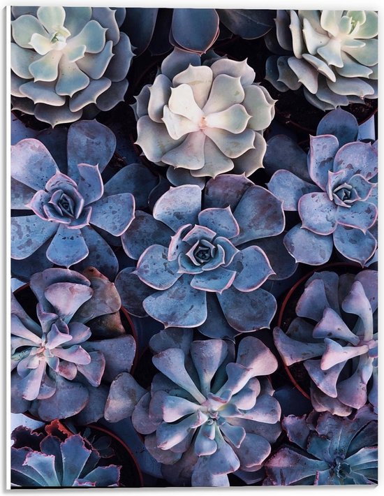 Forex - Blauwkleurige Vetplantjes  - 30x40cm Foto op Forex