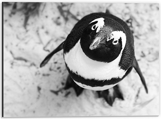 Dibond -  Omhoogkijkende Pinguïn (zwart/wit) - 40x30cm Foto op Aluminium (Wanddecoratie van metaal)