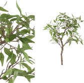 PTMD Leaves plant green ruscus branch