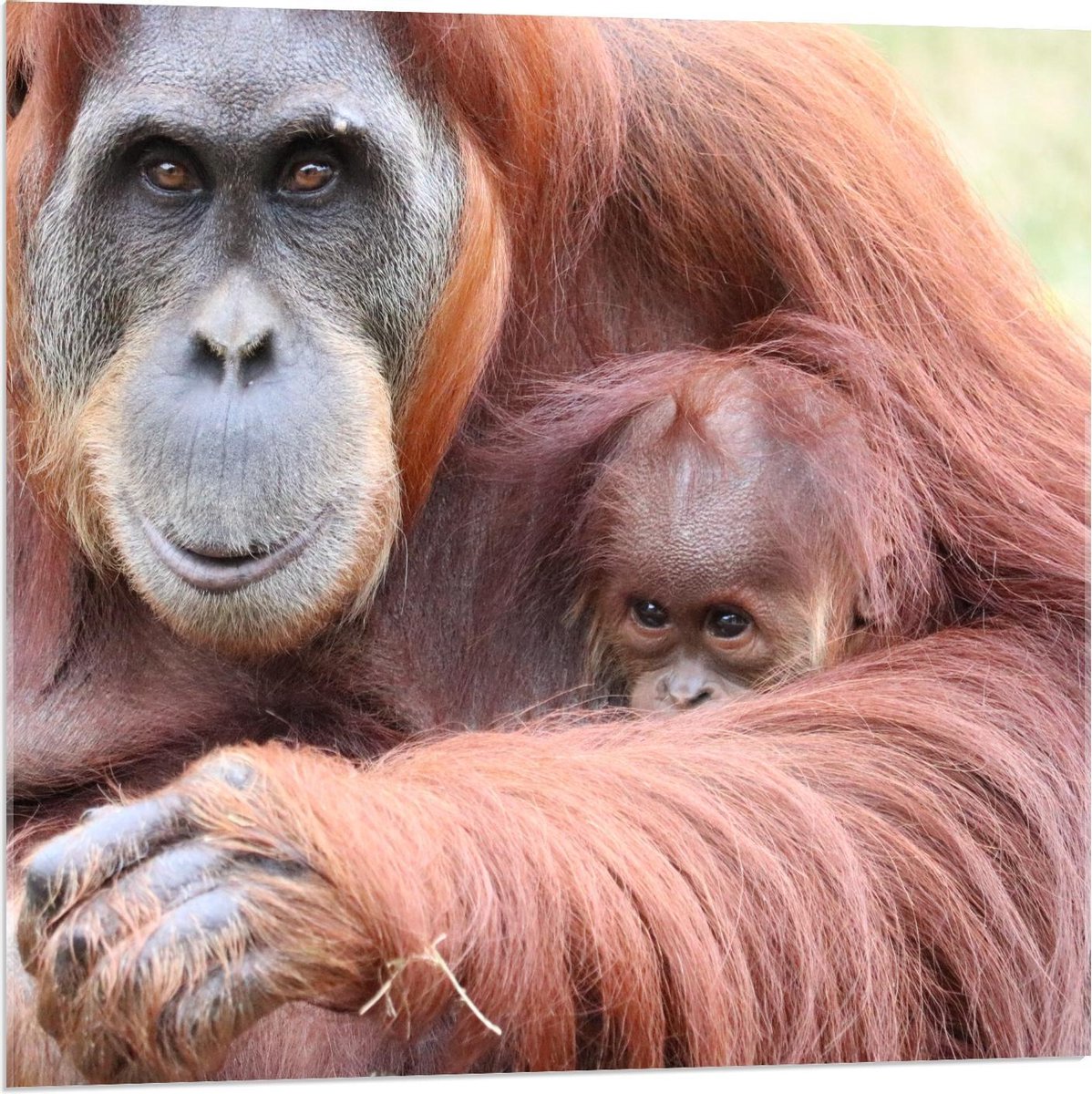 Acrylglas - Orang-Oetang met Baby Aapje - 80x80cm Foto op Acrylglas (Wanddecoratie op Acrylglas)