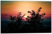 Dibond - Struiken met een Mooie Zonsondergang - 60x40cm Foto op Aluminium (Met Ophangsysteem)