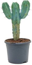 Fleurdirect - Euphorbia - 60 Cm - Ø 23 - 1 Stuks