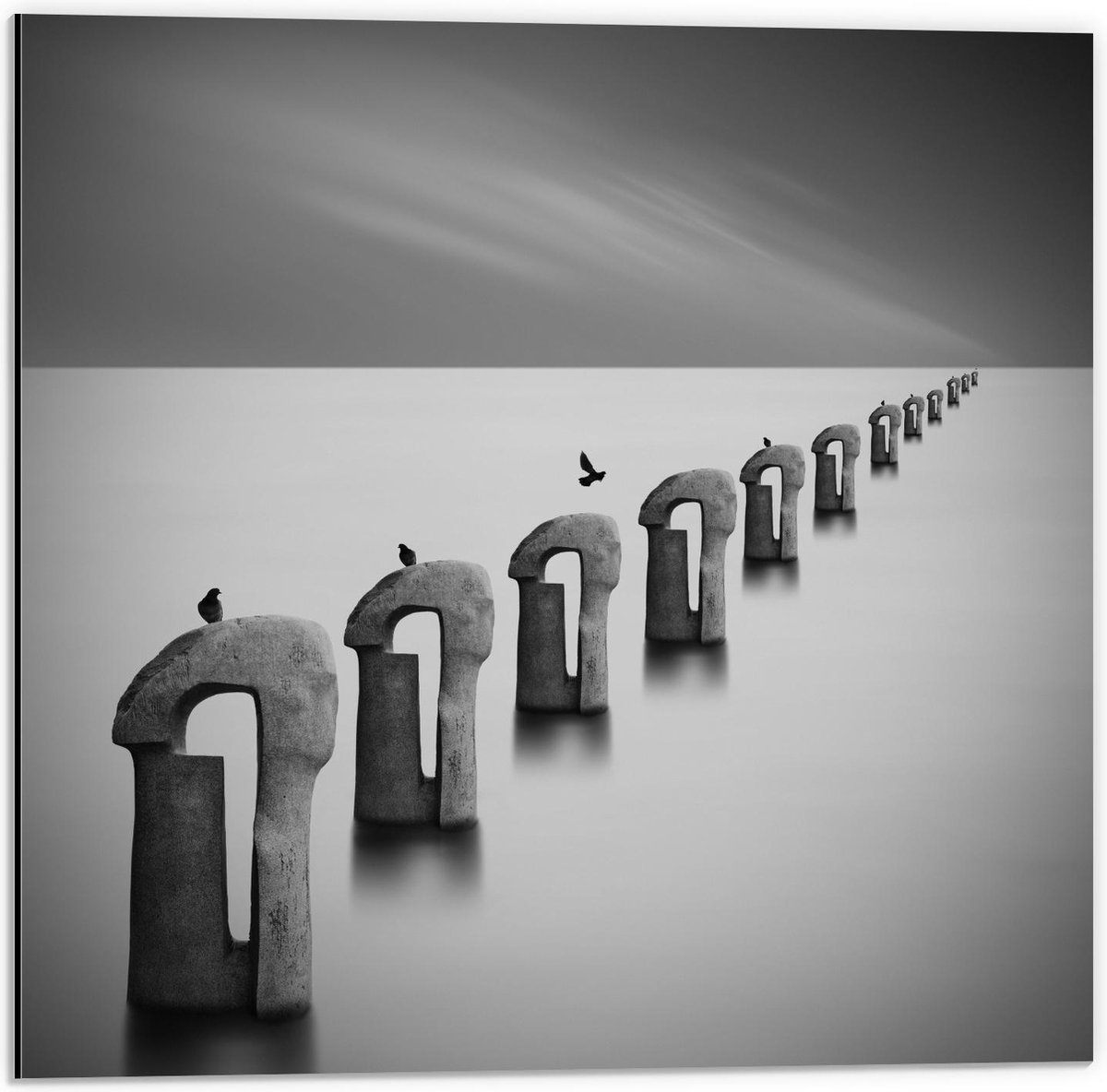 Dibond - Vogels op Betonnen Palen ( Zwart Wit ) - 50x50cm Foto op Aluminium (Wanddecoratie