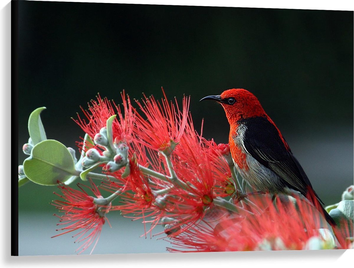 Canvas - Zwart met Rood Vogeltje bij Plantje - 100x75cm Foto op Canvas Schilderij (Wanddecoratie op Canvas)