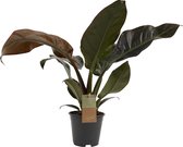 Decorum Philodendron - Kamerplant - Imperial Red Feel Green