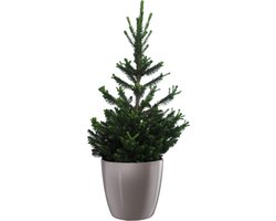 Picea in ELHO Brussels Diamond Oyster Pearl - Hoogte 50cm Potmaat 25 - Bektas Plants