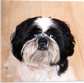 Acrylglas - Boomer Hondje Zwart met Wit - 50x50cm Foto op Acrylglas (Met Ophangsysteem)