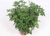 Kamerplant van Botanicly – Vingerboom – Hoogte: 70 cm – Schefflera arb. Compacta