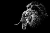 Plexiglas Schilderij Majestic Lion