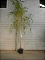 Treurwilg - Salix sepulcralis Chrysocoma | Omtrek: 10-14 cm | Hoogte: 300 cm