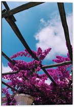 Dibond - Roze Bloemen  - 40x60cm Foto op Aluminium (Wanddecoratie van metaal)
