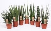 Kamerplant van Botanicly – Vrouwentongen – Hoogte: 55 cm – Sansevieria Laurentii