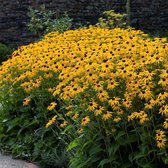 100 x Rudbeckia fulgida Goldsturm - Zonnehoed in 9x9cm pot met hoogte 5-10cm