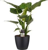 Kamerplant van Botanicly – Olifantsoor incl. sierpot zwart als set – Hoogte: 65 cm – Alocasia Cucullata