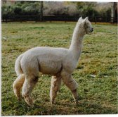 Acrylglas - Witte Lama in Grasveld - 50x50cm Foto op Acrylglas (Wanddecoratie op Acrylglas)