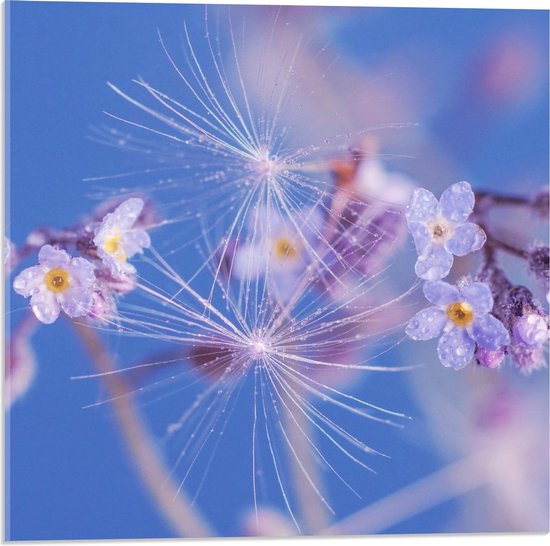 Acrylglas - Takje Bloemen met Waterdruppels - 50x50cm Foto op Acrylglas (Wanddecoratie op Acrylglas)