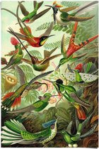 Poster Kolibries