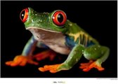 Komar Red-eyed Treefrog Kunstdruk 70x50cm Poster - 70x50cm