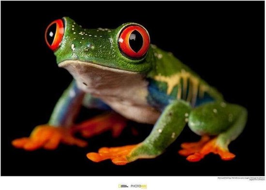 Komar Poster - Red-eyed Treefrog - 50 X 70 Cm - Multicolor