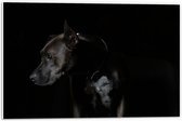 Forex - Hond op Zwarte Achtergrond - 60x40cm Foto op Forex