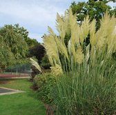 25 x Cortaderia selloana - Pampasgras in 9x9cm pot met hoogte 5-10cm