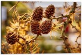 Dibond - Dennenappels aan een Boom - 60x40cm Foto op Aluminium (Wanddecoratie van metaal)