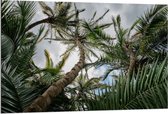 Dibond - Palmbomen met Blauwe Lucht - 120x80cm Foto op Aluminium (Wanddecoratie van metaal)