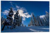 Forex - Blauwe Lucht met Besneeuwde Bomen - 60x40cm Foto op Forex