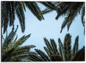 Dibond - Palmbladeren met Blauwe Lucht - 40x30cm Foto op Aluminium (Wanddecoratie van metaal)